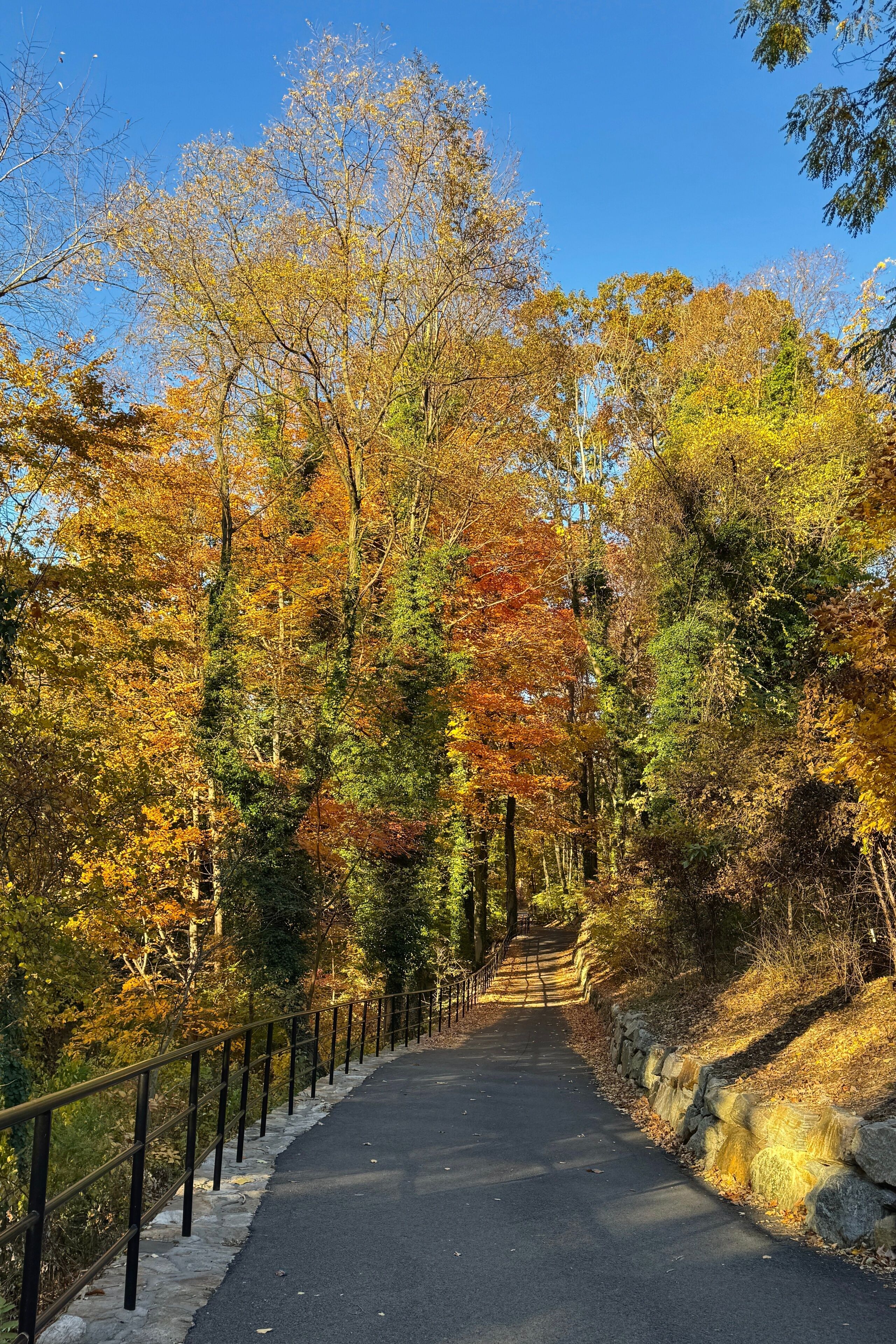 Colorful autumn foliage in Bronx River Parkway Reservation in New York