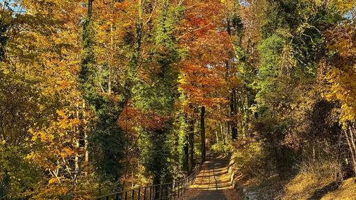 Colorful autumn foliage in Bronx River Parkway Reservation in New York