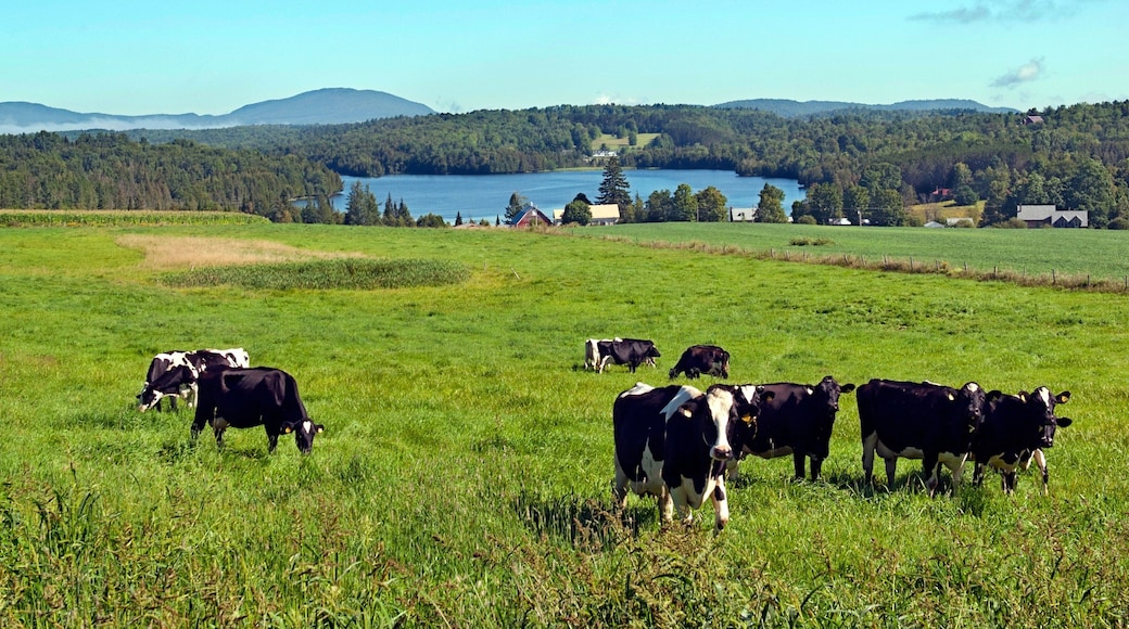 St. Johnsbury showing farmland
