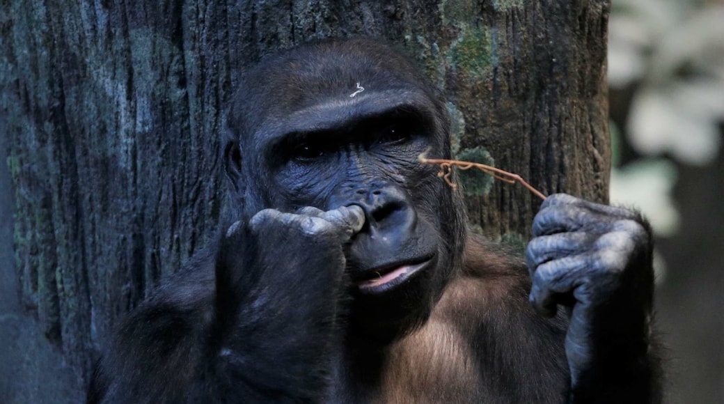 What to do at the zoo...