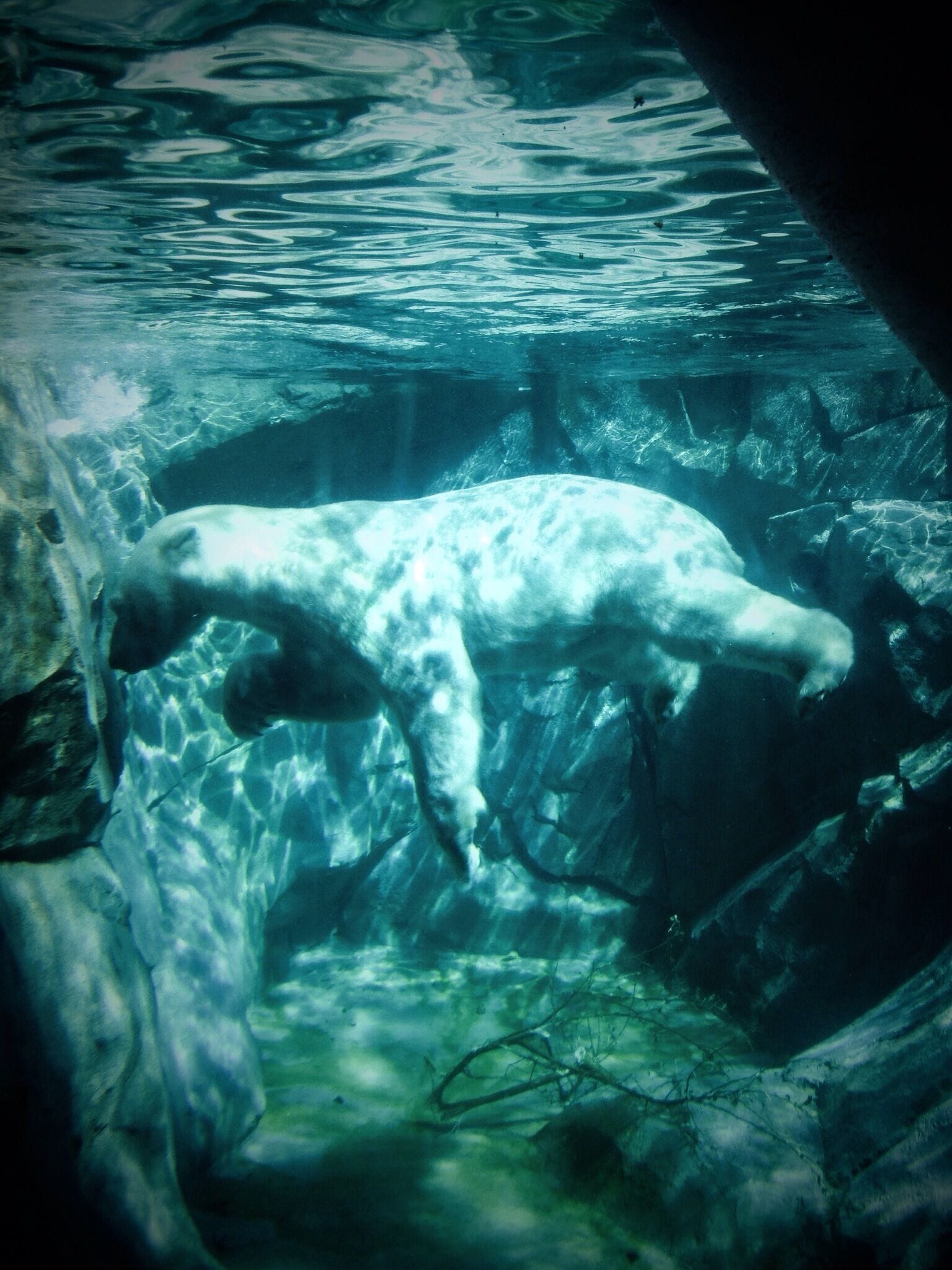 An underwater scene with a polar bear swimming near rocks.