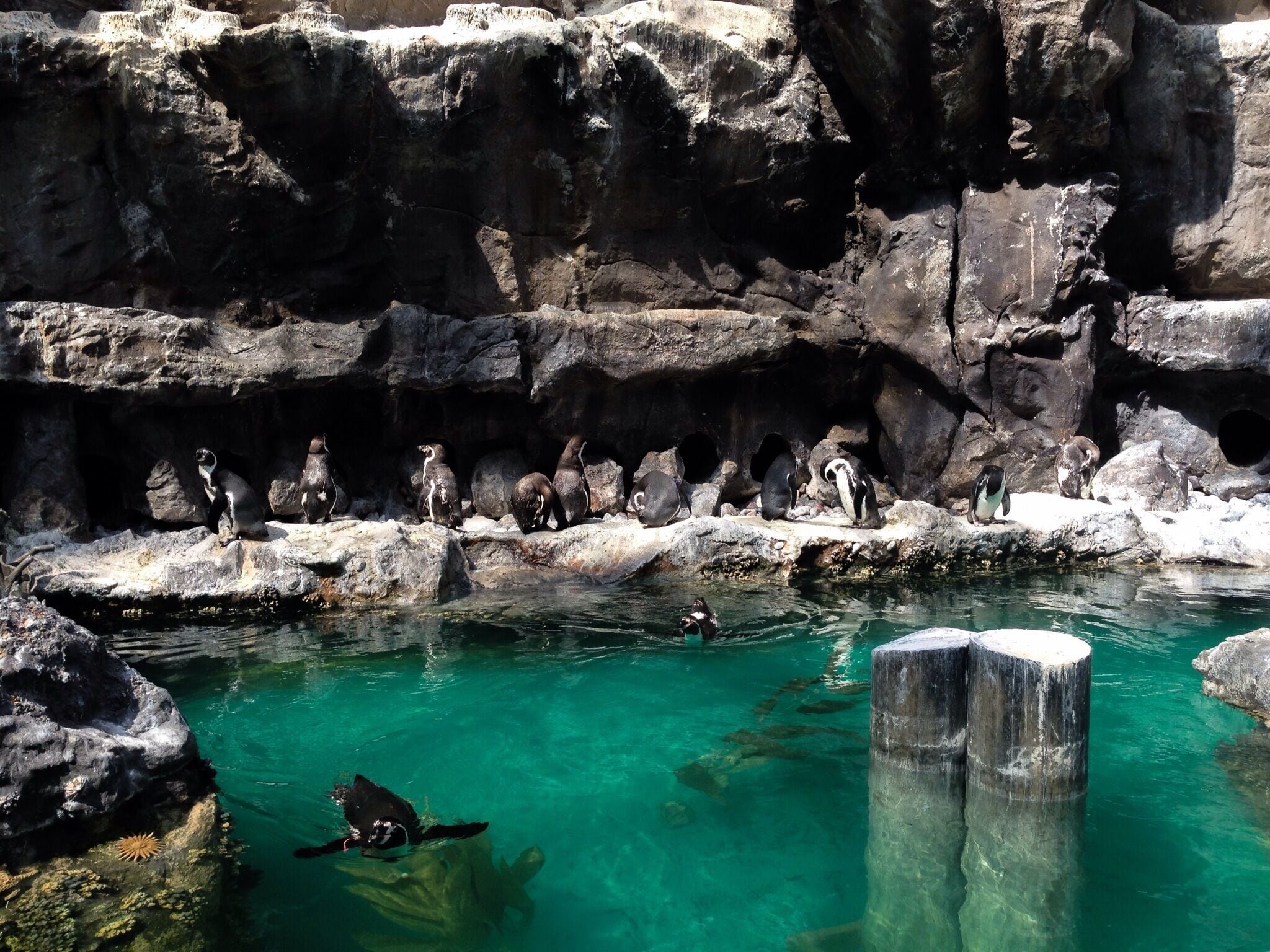Un grupo de pingüinos sobre rocas al lado de una piscina azul cristalina.