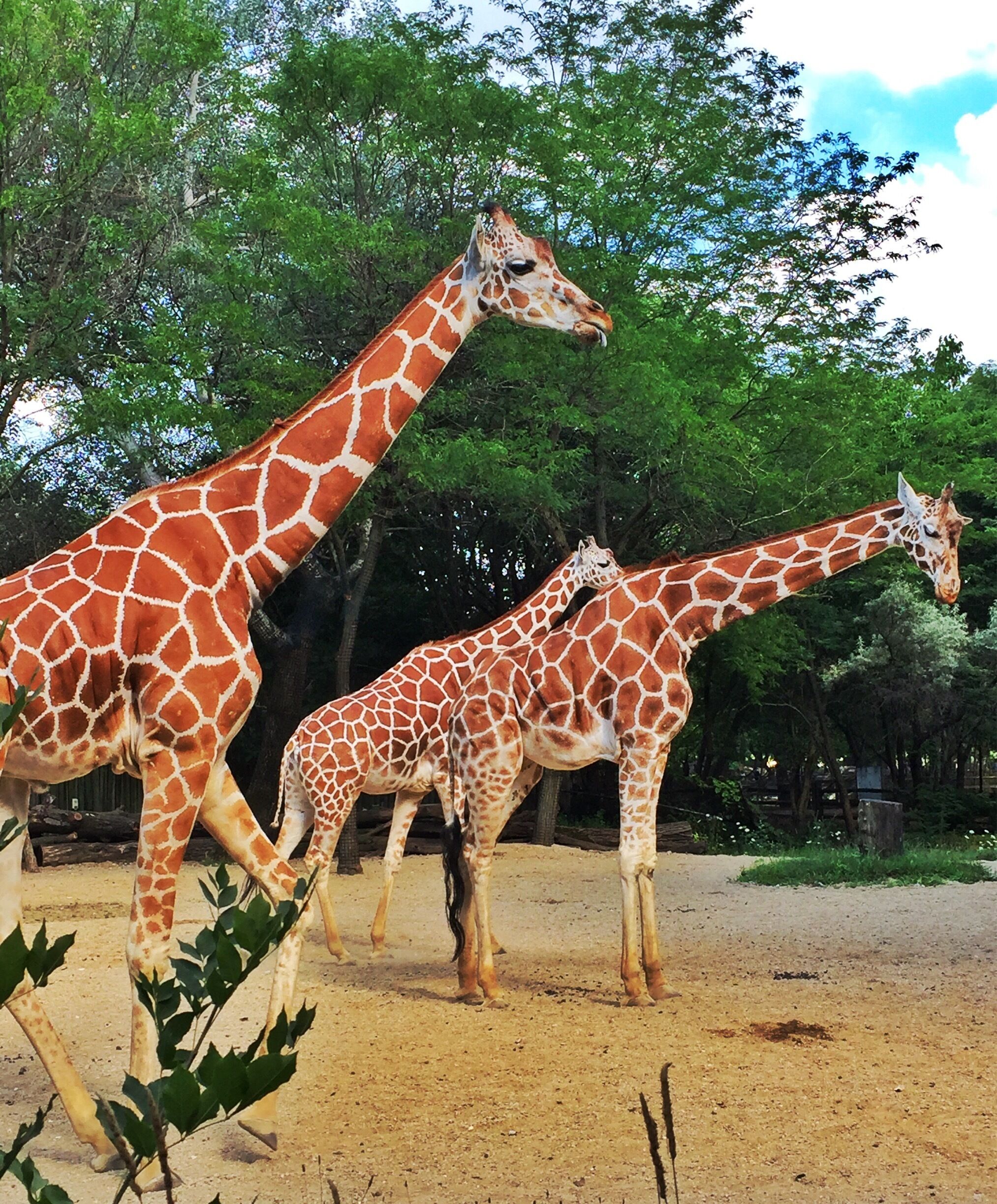 Two giraffes walking in a dirt enclosure with trees in the background.