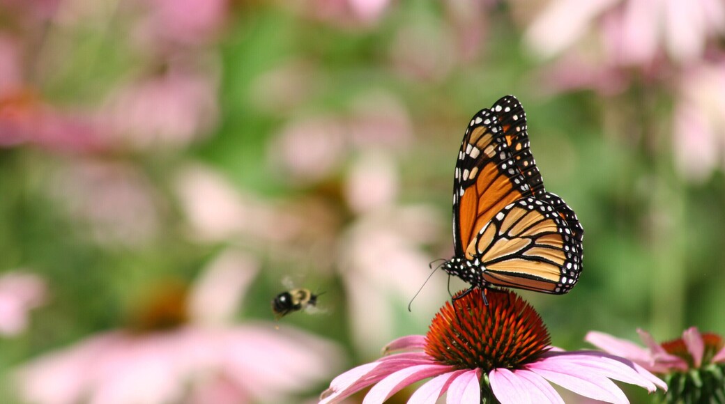Although the zoo has a butterfly habitat each summer, I find some of my best shots strolling through the park.