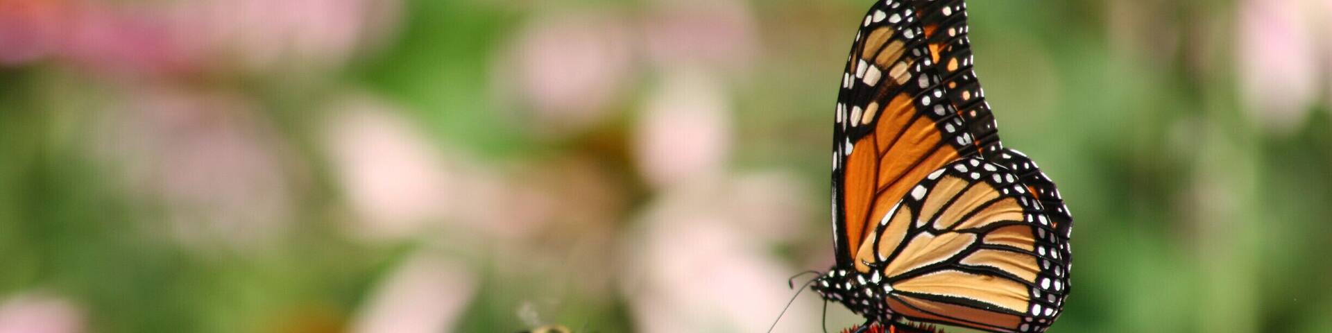Although the zoo has a butterfly habitat each summer, I find some of my best shots strolling through the park.