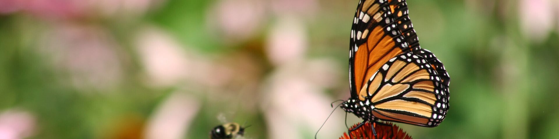 Although the zoo has a butterfly habitat each summer, I find some of my best shots strolling through the park.