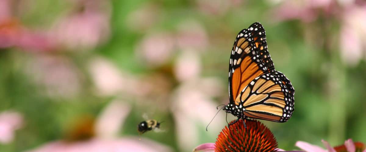 A monarch butterfly on a pink flower with a blurred green background.