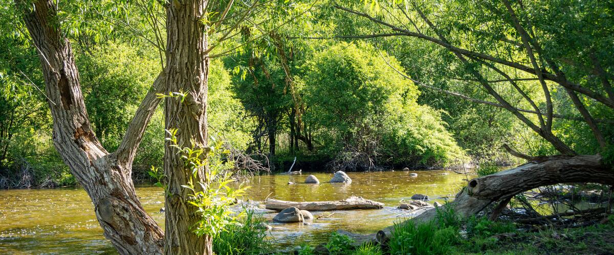 The Bark River flows gently through a lush green forest in Waukesha County, Wisconsin, bathed in May sunlight.