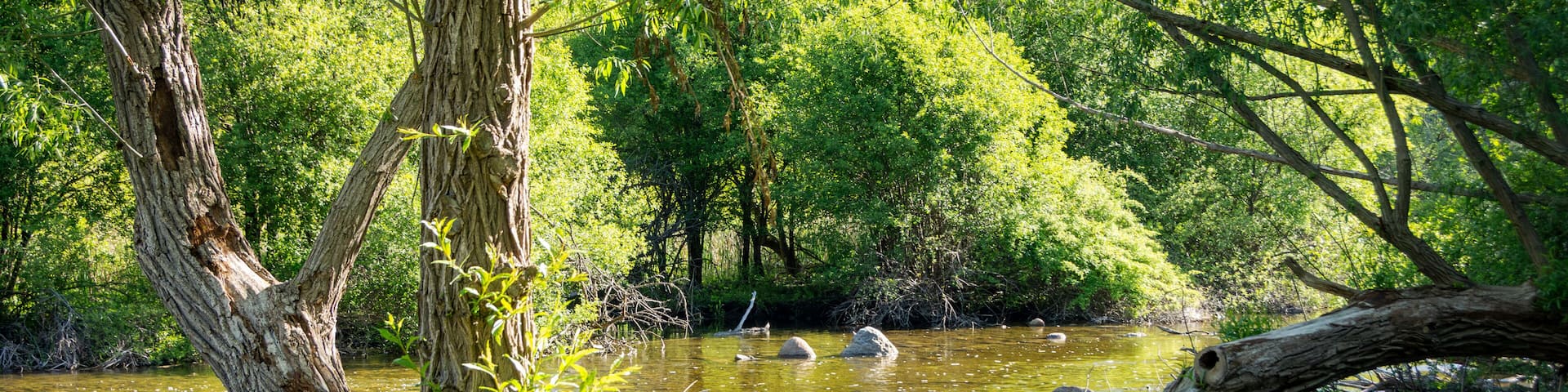 The Bark River flows gently through a lush green forest in Waukesha County, Wisconsin, bathed in May sunlight.
