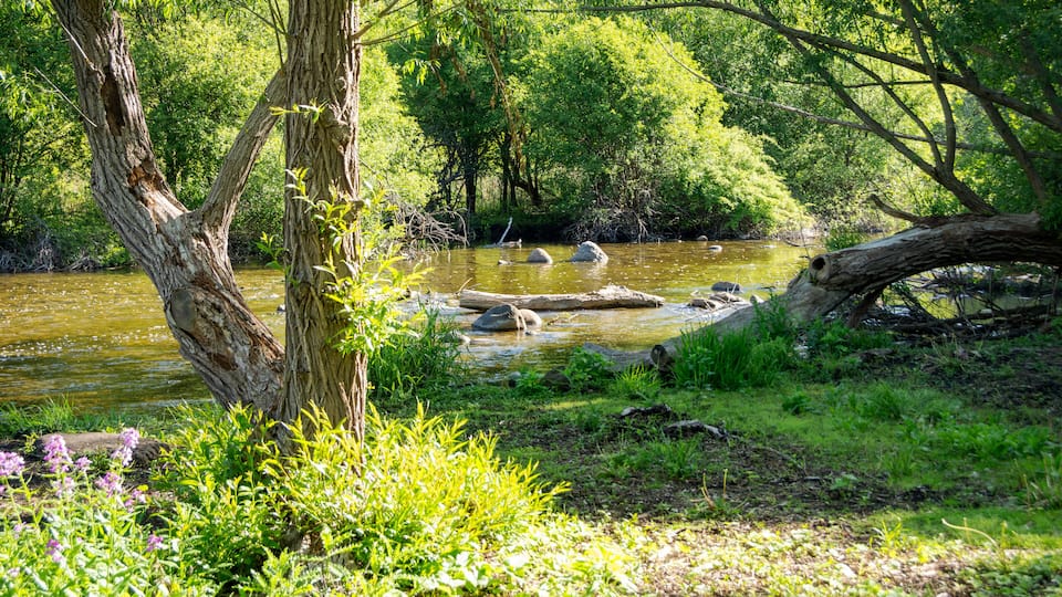 The Bark River flows gently through a lush green forest in Waukesha County, Wisconsin, bathed in May sunlight.