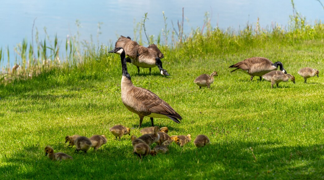 Canada Geese And Goslings On The Fox River Shoreline Near De Pere, Wisconsin, In Spring