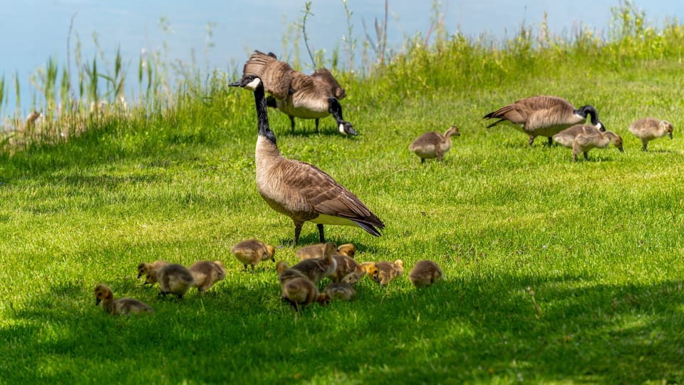 A grassy area with water in the background, a goose, and several ducklings.