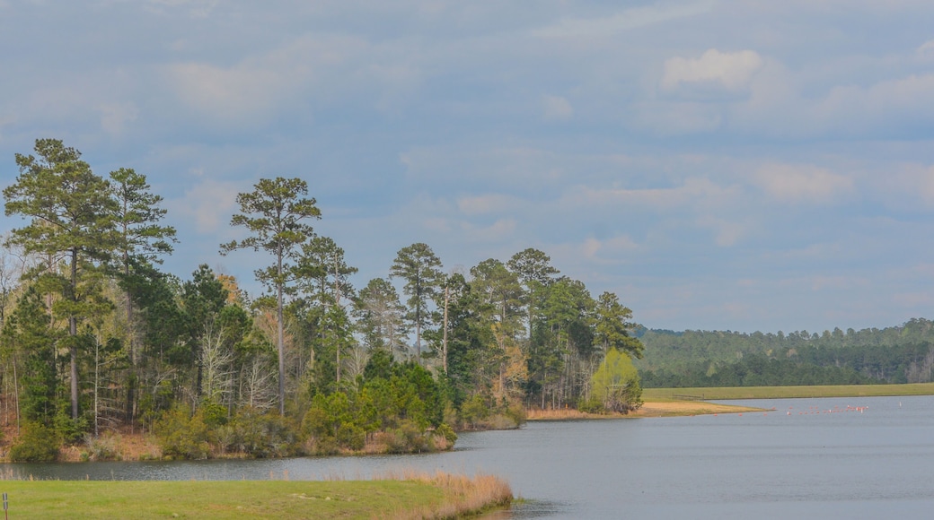 Beautiful view of Okhissa Lake Recreation Area in Homochitto National Forest, Bude, Franklin County, Mississippi