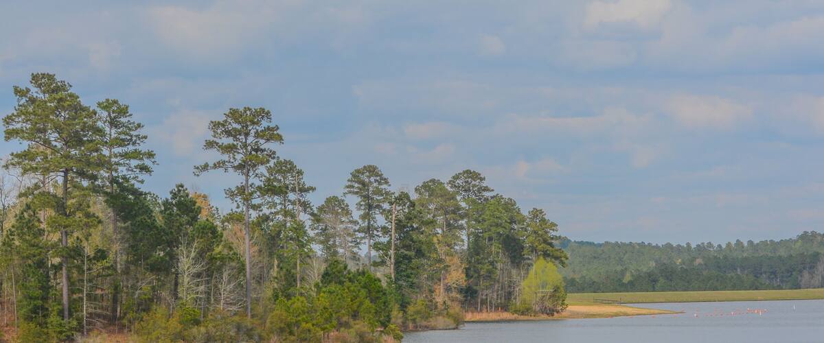 A calm lake surrounded by dense trees and a grassy shoreline.