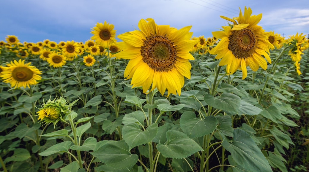 District de RĂźÈcani