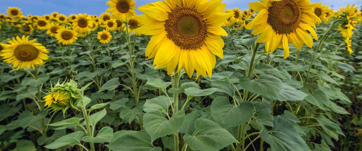Close up on sunflowers on a field in rural area of Moldova
