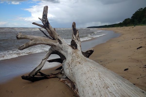 Une souche d’arbre échouée sur une plage de sable, avec l’océan en arrière-plan.