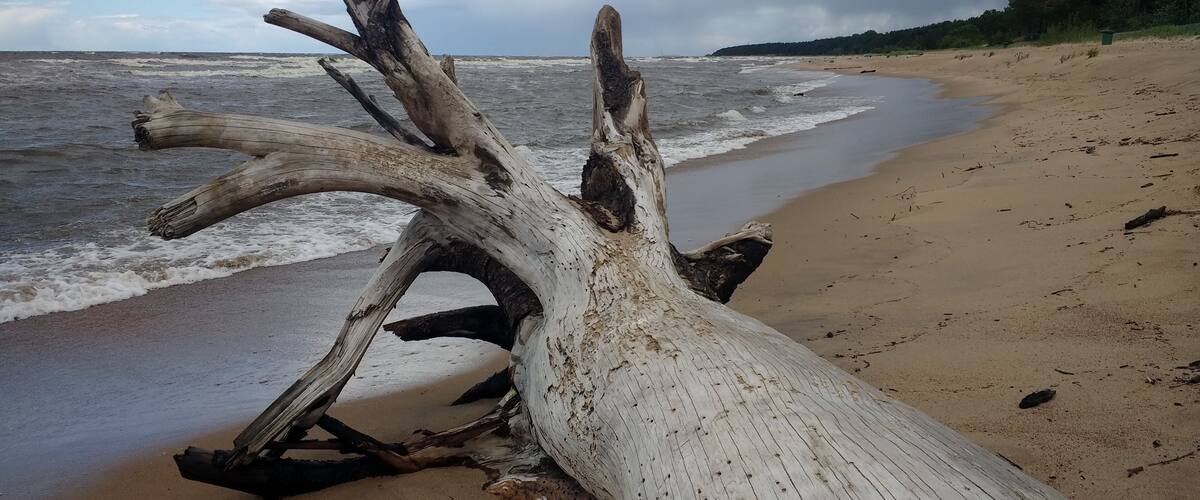 A driftwood log on a sandy beach with the ocean in the background.