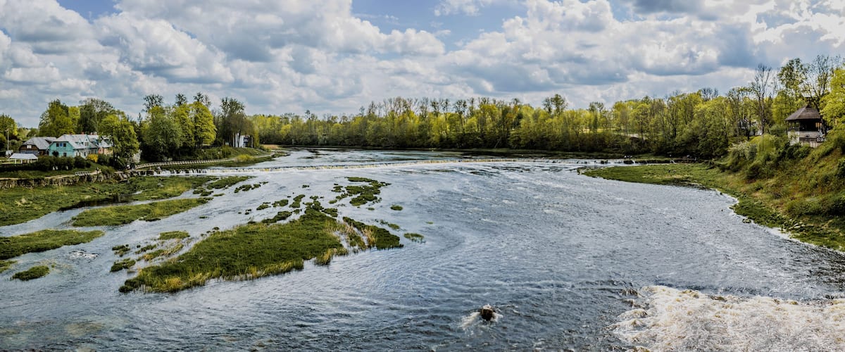 A river with patches of green vegetation, a dog swimming, and houses along the riverbank.