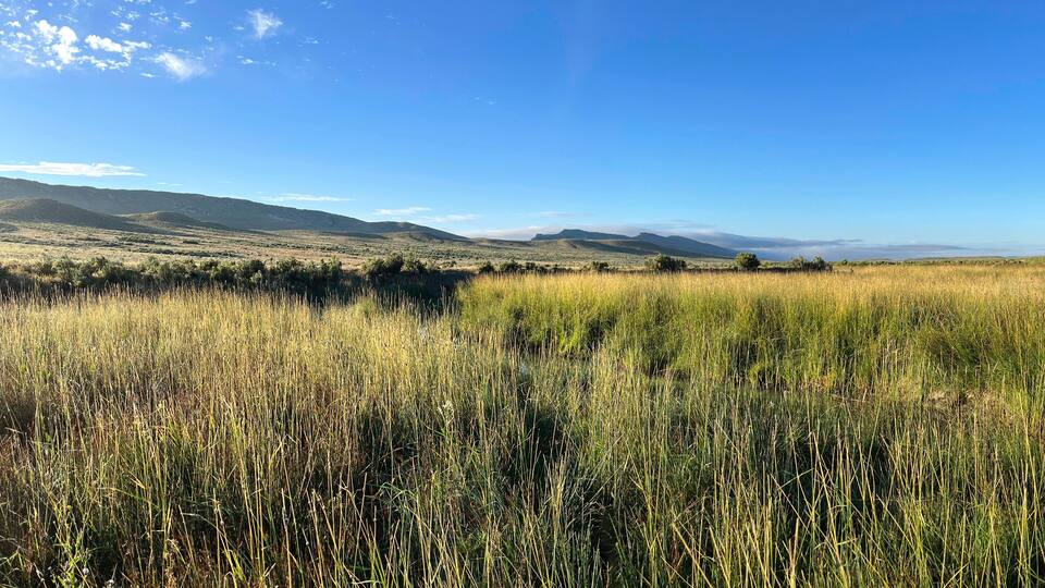 A grassy field with distant mountains under a clear sky.