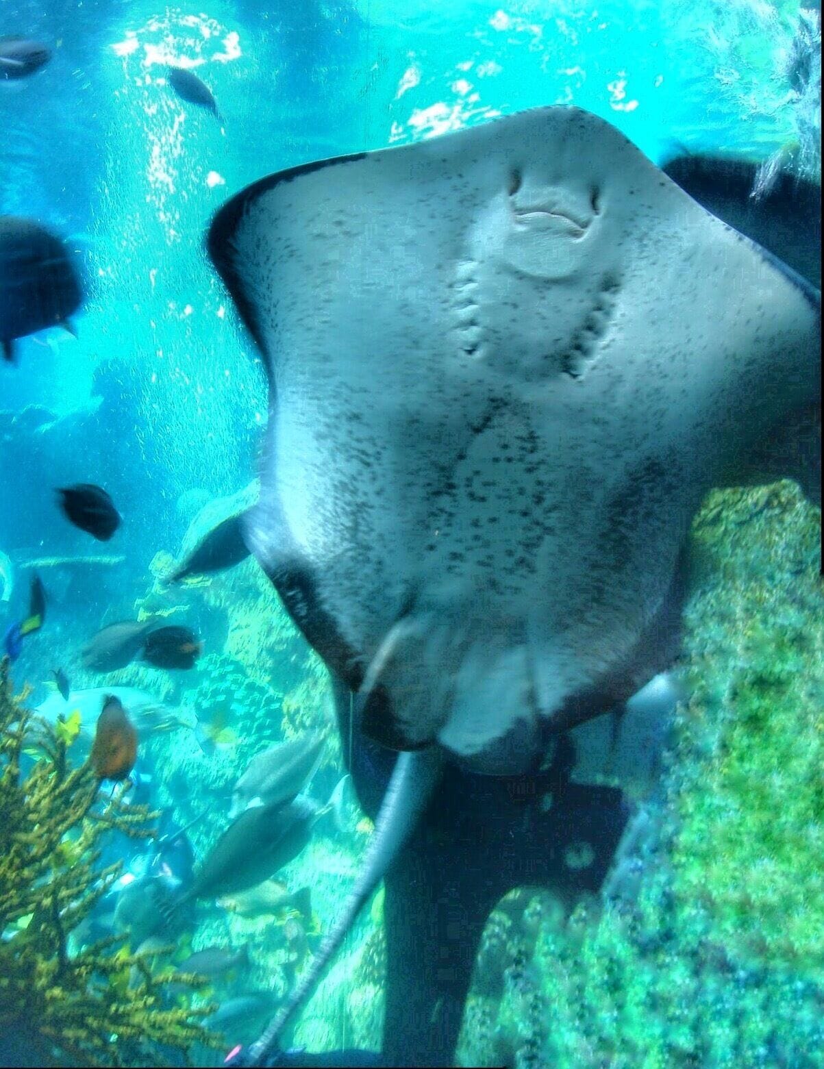 #LA    #Aquarium  #LosAngeles #USA