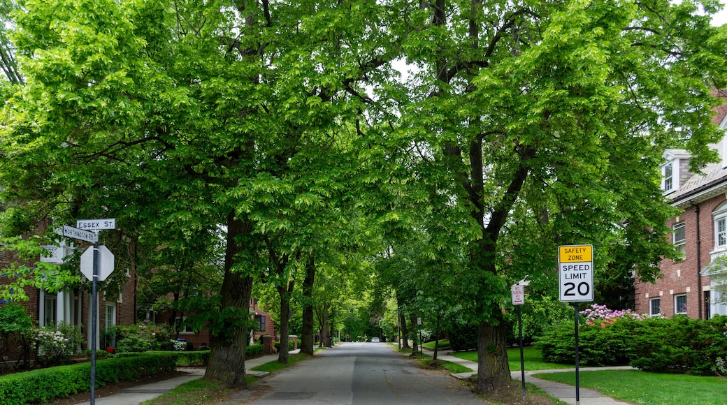 Serene suburban street lined with lush green spring trees in Brookline, Massachusetts, USA