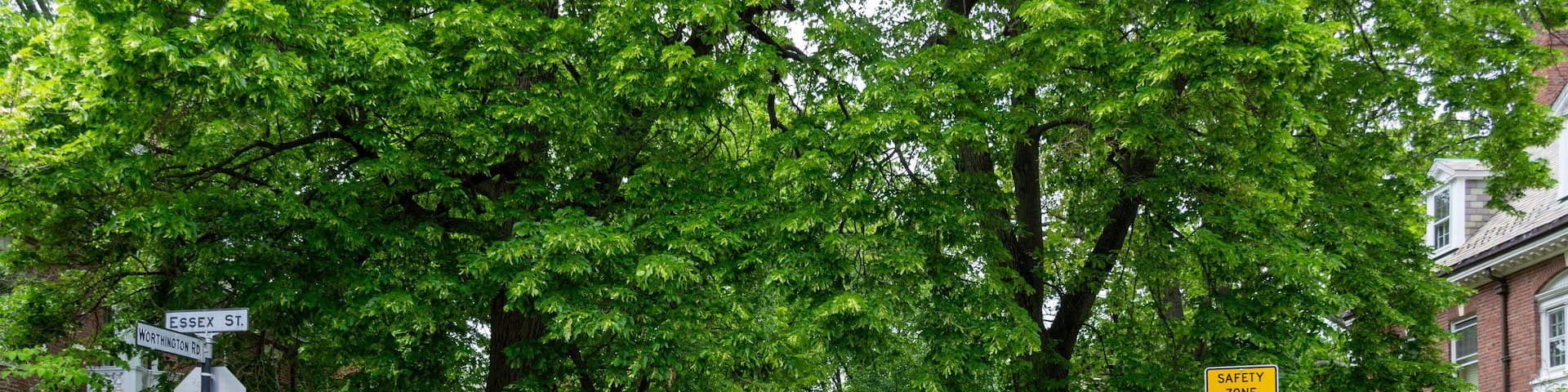 Serene suburban street lined with lush green spring trees in Brookline, Massachusetts, USA