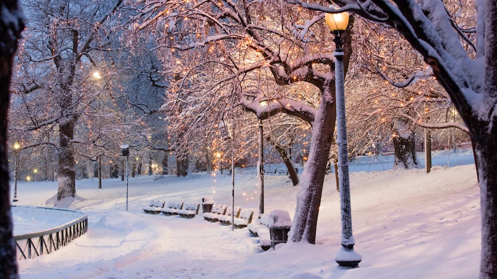 Snow covered trees with lampposts lit up in a public park, Boston Common, Boston, Massachusetts, USA