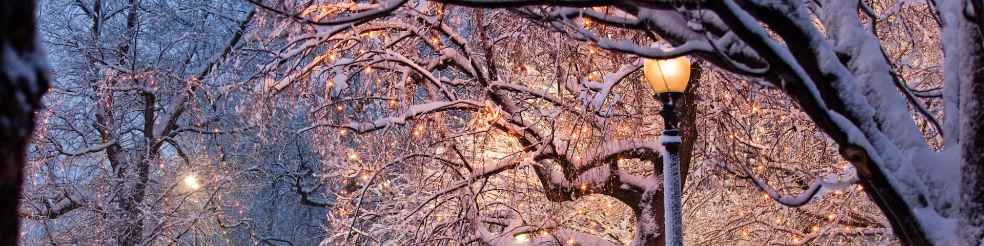 Snow covered trees with lampposts lit up in a public park, Boston Common, Boston, Massachusetts, USA