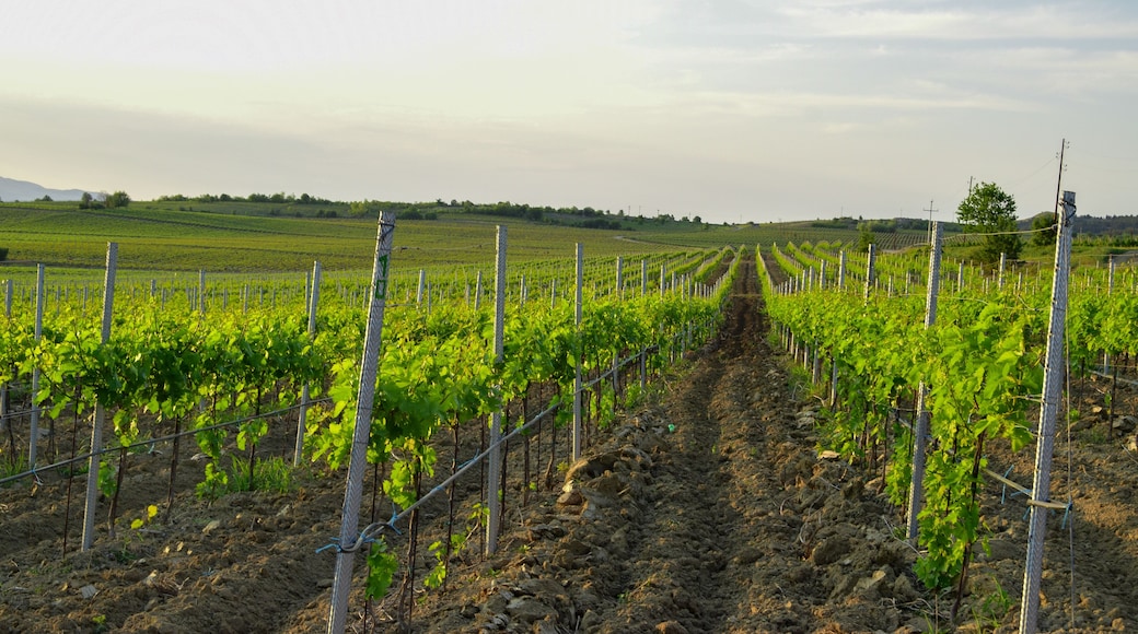 Kommune Demir Kapija