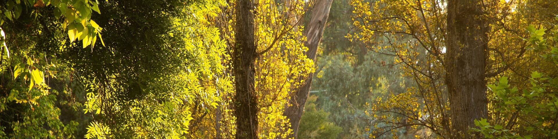 Canyon Walk which includes a sunset and a park as well as a couple