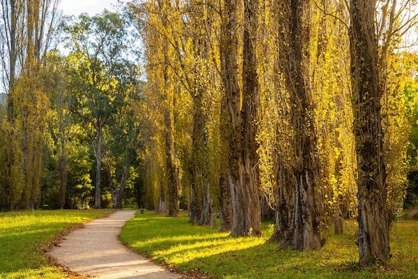 Canyon Walk showing a garden