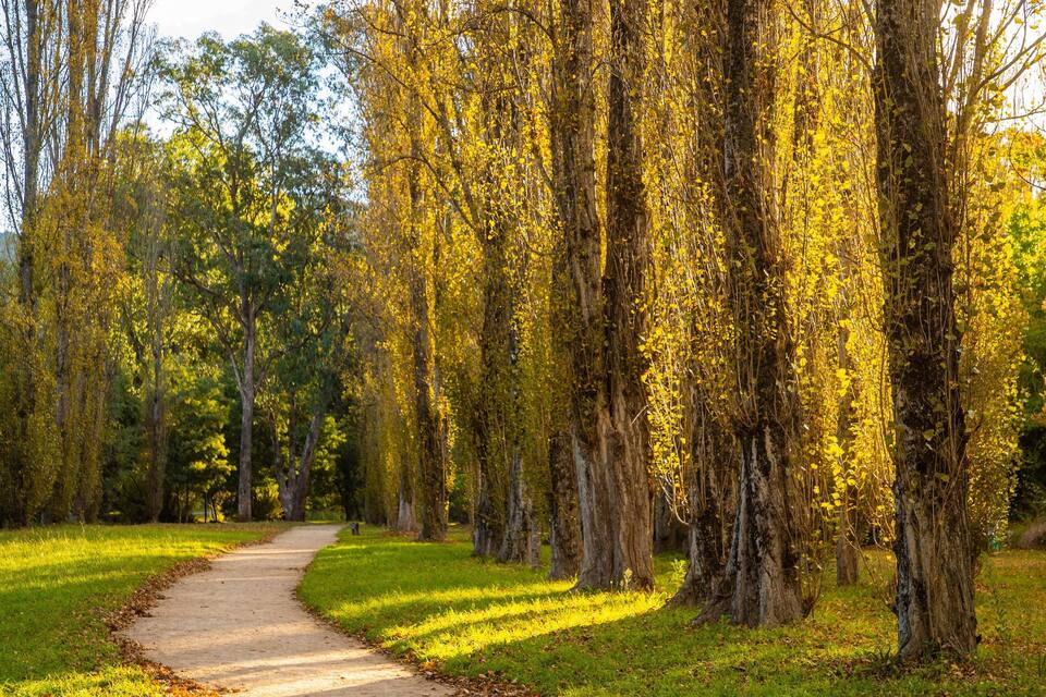 A forest path surrounded by tall trees with yellow leaves.
