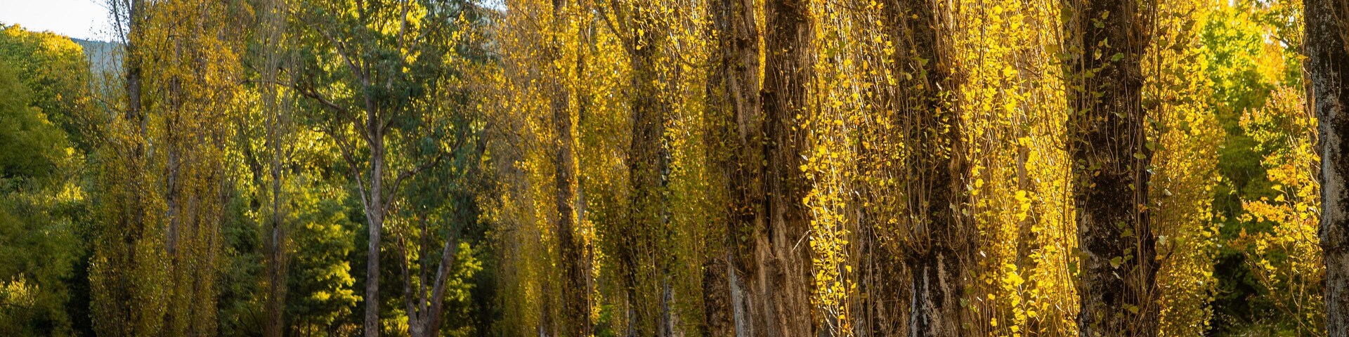 Canyon Walk showing a garden