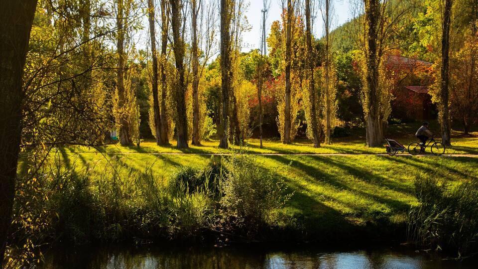 A serene park with a pond, tall trees, and a bicycle path.
