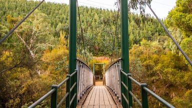Canyon Walk featuring a bridge and tranquil scenes