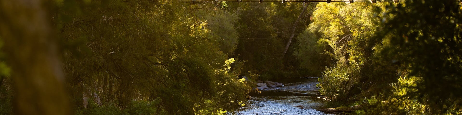 A wooden bridge over a river surrounded by dense green foliage.