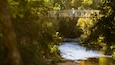 Un puente de madera sobre un río, rodeado de abundante vegetación verde.