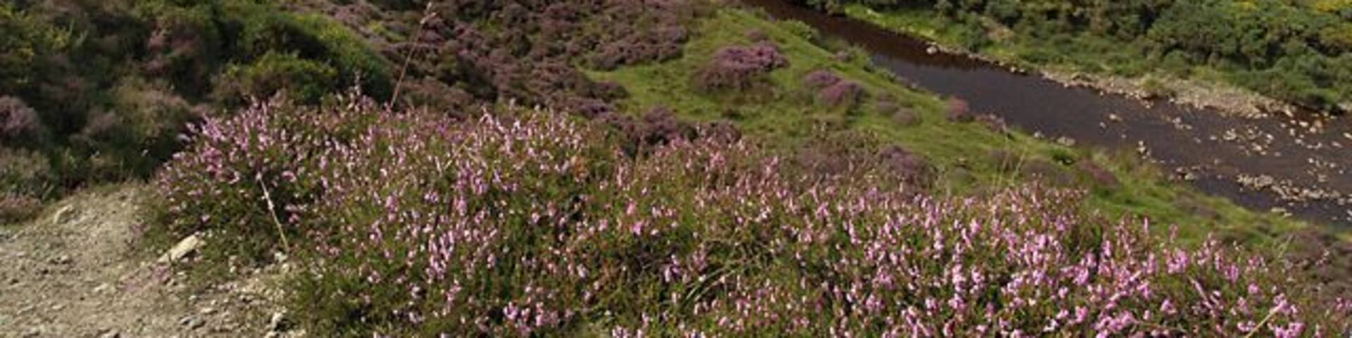 Druidale . Isle of Man. A view up the valley towards the stand of trees at Montpelier and, beyond that, Slieu Freoghane.