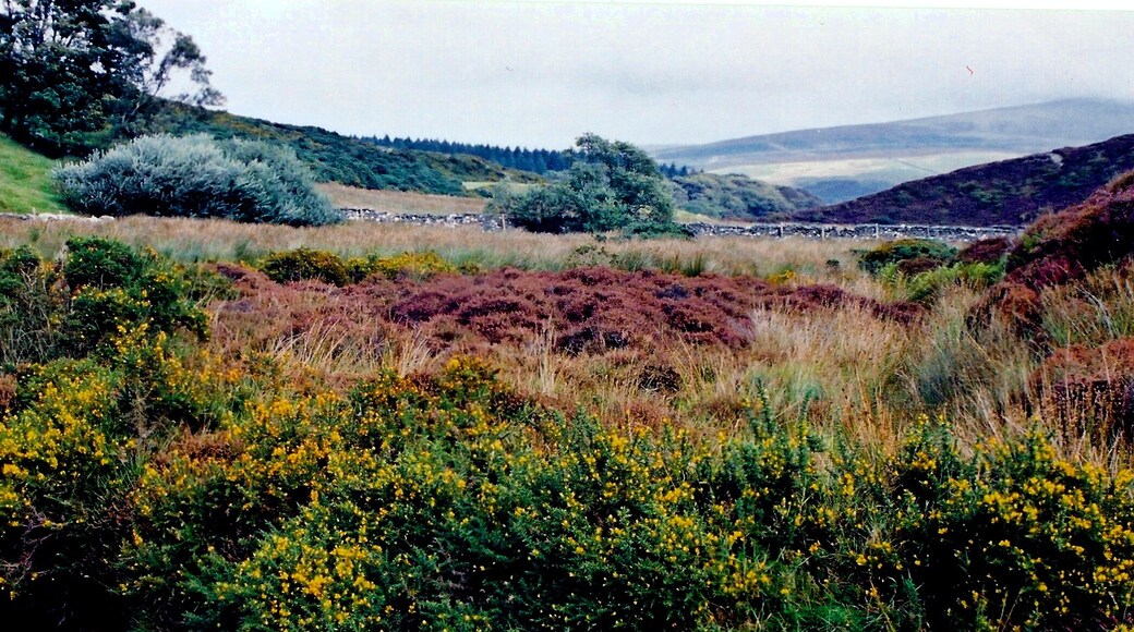 Druidale Road - Oasis-like area near Sulby Reservoir View is to the northeast from an oasis-like area west of Sulby Reservoir.