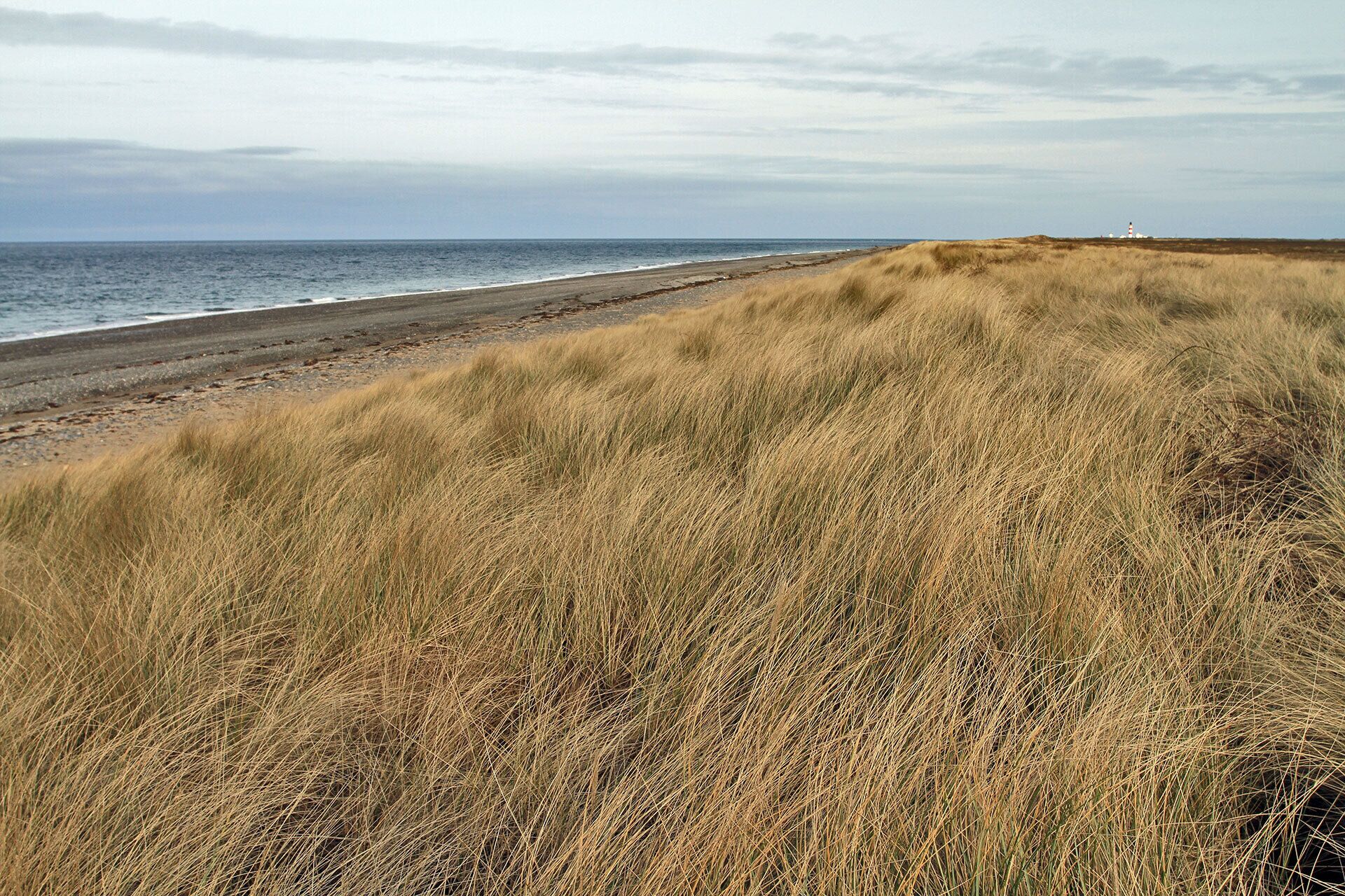 Marram Grass on the dunes A typical section of upper beach on the edge of The Ayres, with marram grass aplenty.