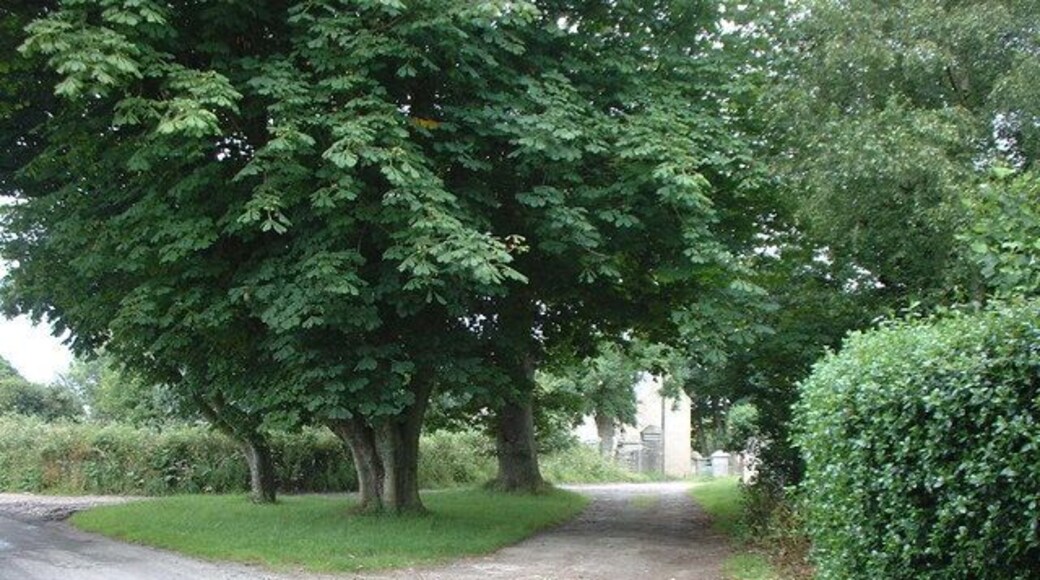 Horse Chestnut trees at the entrance to Ballavarry