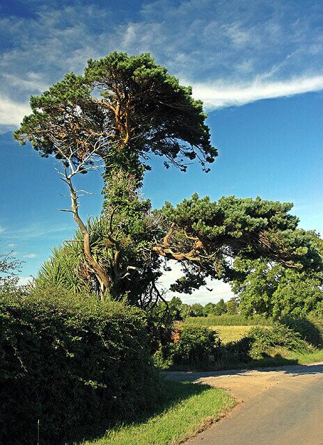 Ballacorey. A Scots Pine near the farm of Ballacorey.