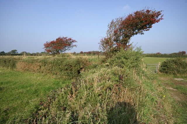 Hawthorn and Gorse Hedgerows On the minor road from Jurby East to Ballachrink