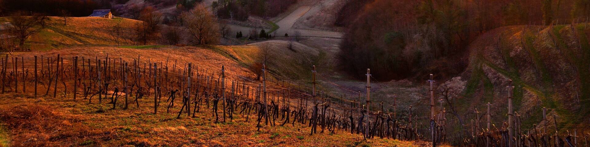 Haloze region in Slovenia, full of vineyards and wine and have some of the best conditions on growing vineyards on have some of the best wines...so basicaly we are wine region.
#slovenia #slovenija #vineyard #wine #landscape #sunset #longexposure #hills #haloze