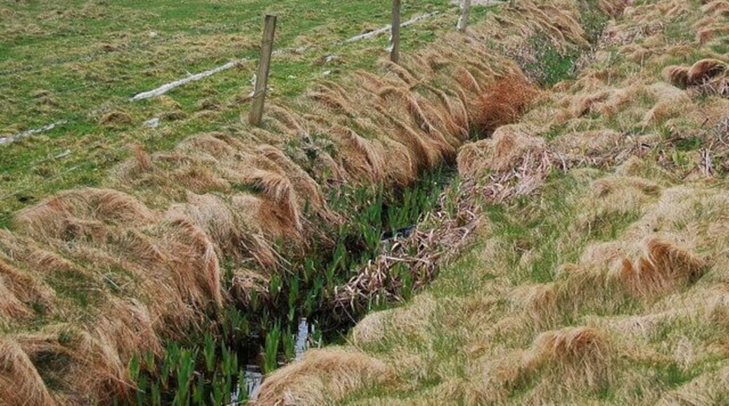 Drain and rough grazing Spring is here and soon you won't be able to see the drain for the flowers.