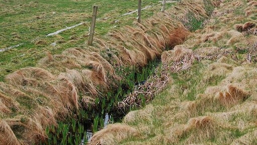 Drain and rough grazing Spring is here and soon you won't be able to see the drain for the flowers.