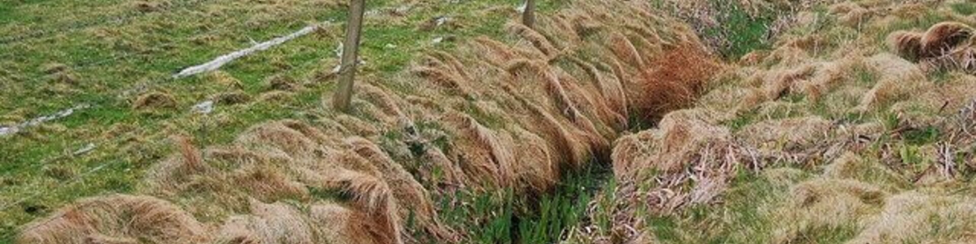 Drain and rough grazing Spring is here and soon you won't be able to see the drain for the flowers.
