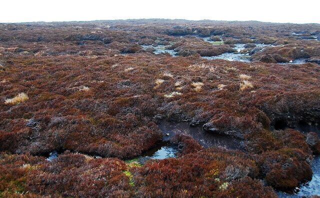 Moorland on Chapel Hill Looking roughly NW.
