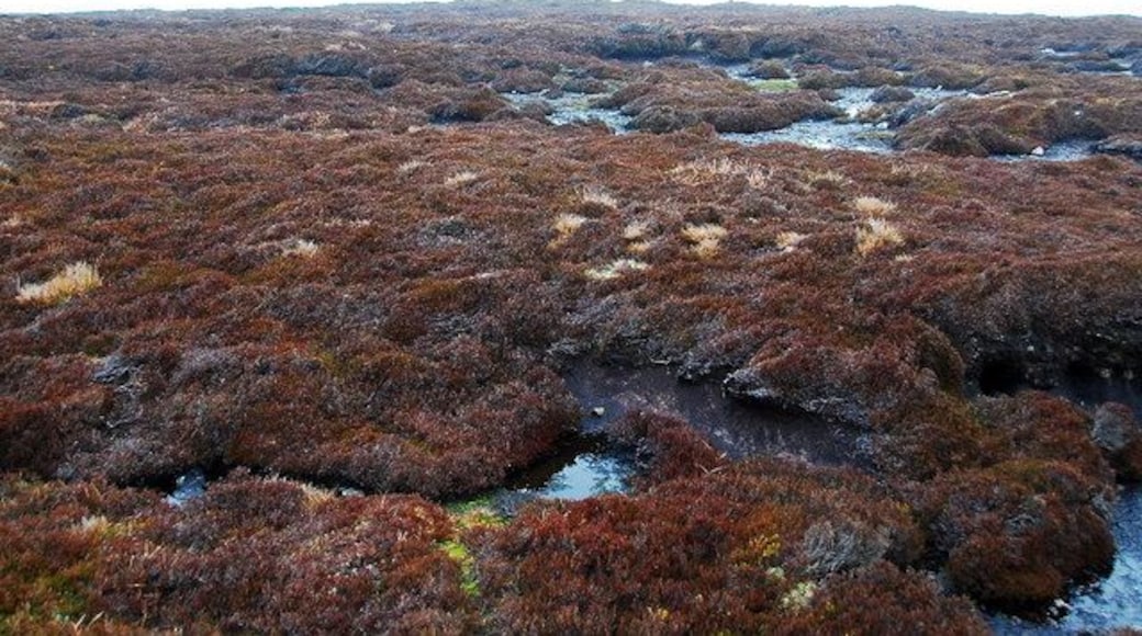 Moorland on Chapel Hill Looking roughly NW.
